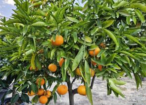 Mandarynka Klementynka - Citrus Clementina