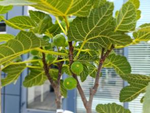 Figa - Ficus Carica