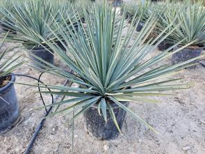 Yucca Filamentosa