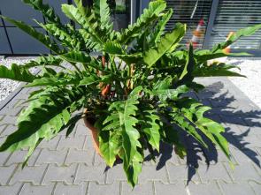 Philodendron Narrow