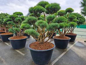 Pinus Sylvestris Watereri - Sosna Zwyczajna - BONSAI