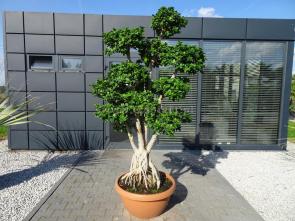 Bonsai Ficus Microcarapa