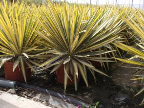 Yucca Filamentosa Variegata