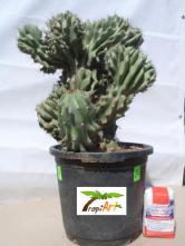 Cereus Peruvianus  Monstruosus