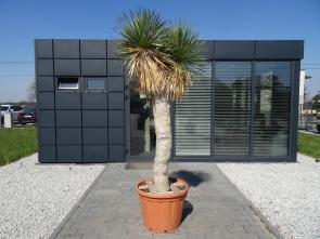 Yucca Thompsoniana