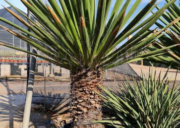 Yucca Faxoniana