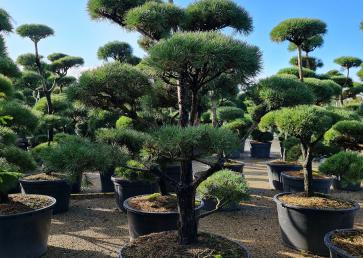 Pinus Sylvestris - Sosna Zwyczajna - BONSAI