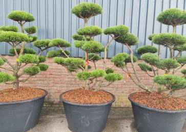Pinus Mugo - Sosna Górska - BONSAI