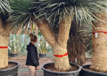 Yucca Rostrata