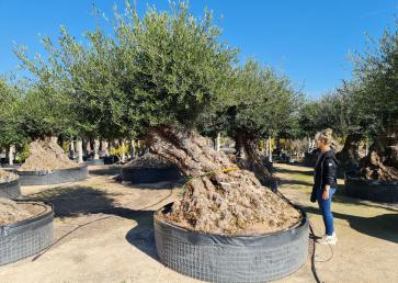 Drzewo oliwne bonsai - Olea Europea Bonsai