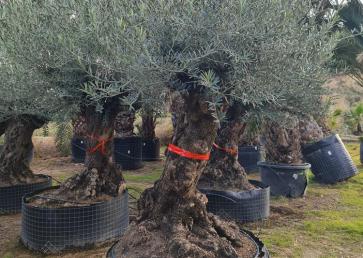 Drzewo oliwne bonsai - Olea Europea Bonsai