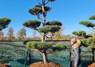 Pinus Sylvestris - Sosna Zwyczajna - BONSAI